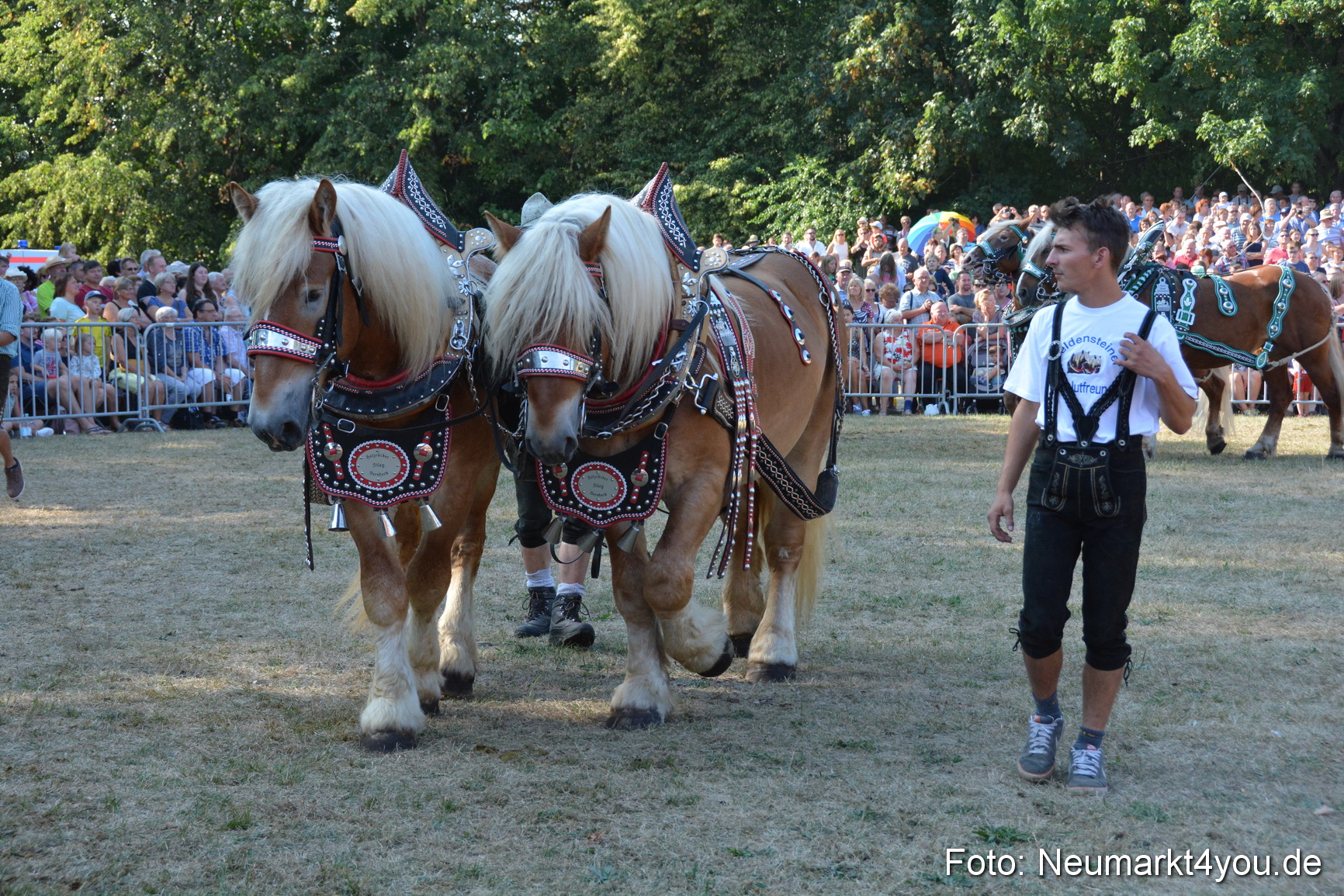 Pferde und Fohlenschau JURA Volksfest 2018 0111
