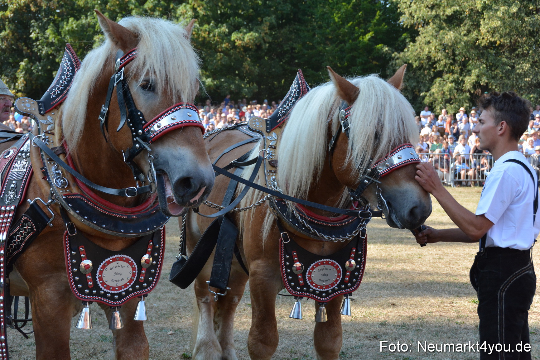 Pferde und Fohlenschau JURA Volksfest 2018 0113