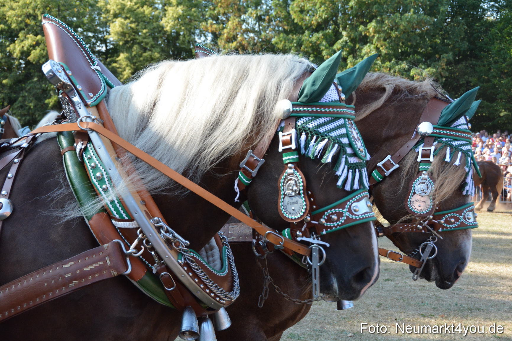 Pferde und Fohlenschau JURA Volksfest 2018 0114