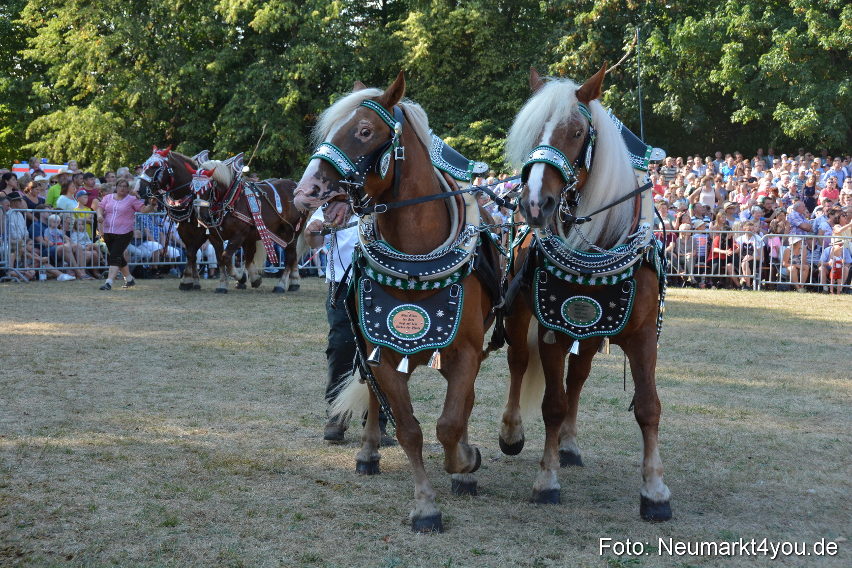 Pferde und Fohlenschau JURA Volksfest 2018 0115