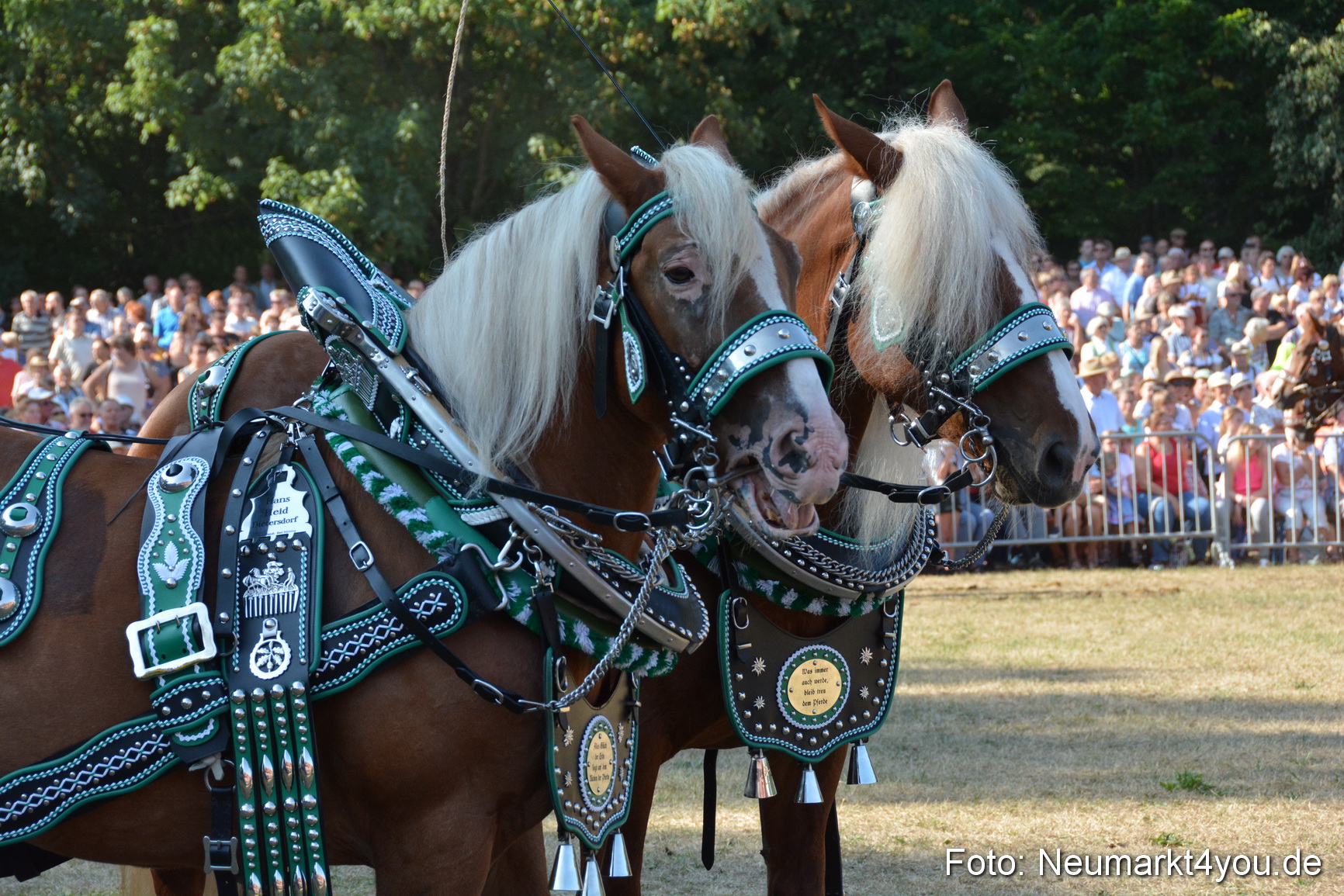 Pferde und Fohlenschau JURA Volksfest 2018 0117