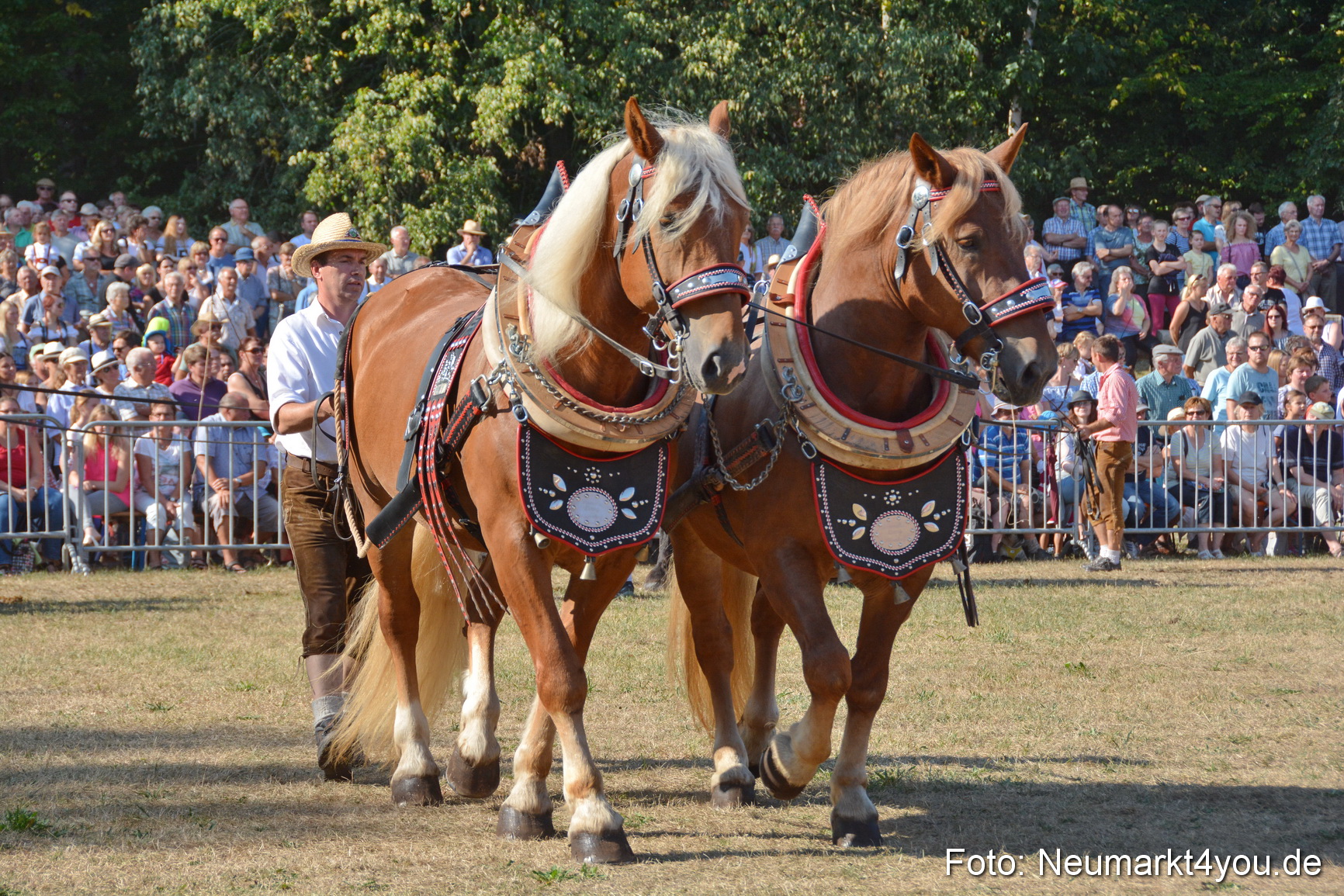 Pferde und Fohlenschau JURA Volksfest 2018 0119
