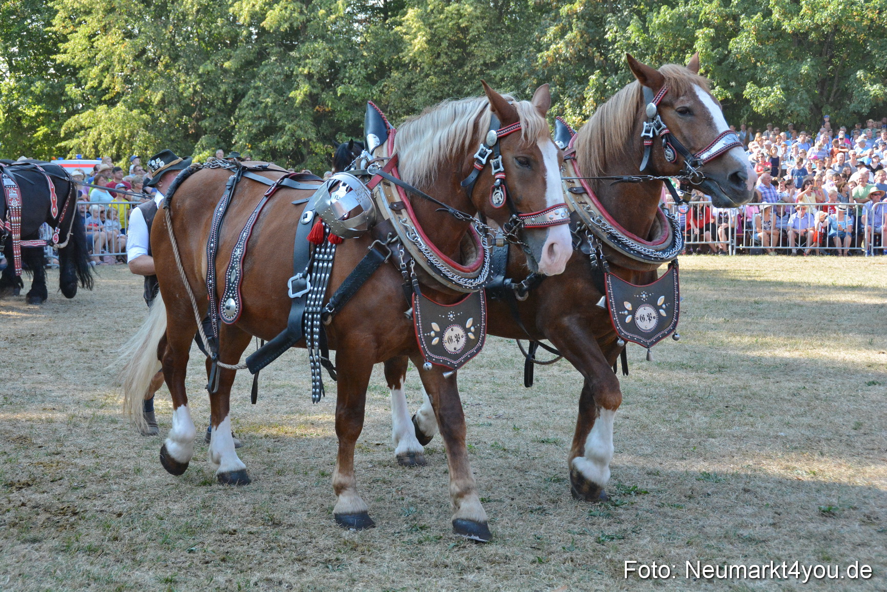 Pferde und Fohlenschau JURA Volksfest 2018 0121