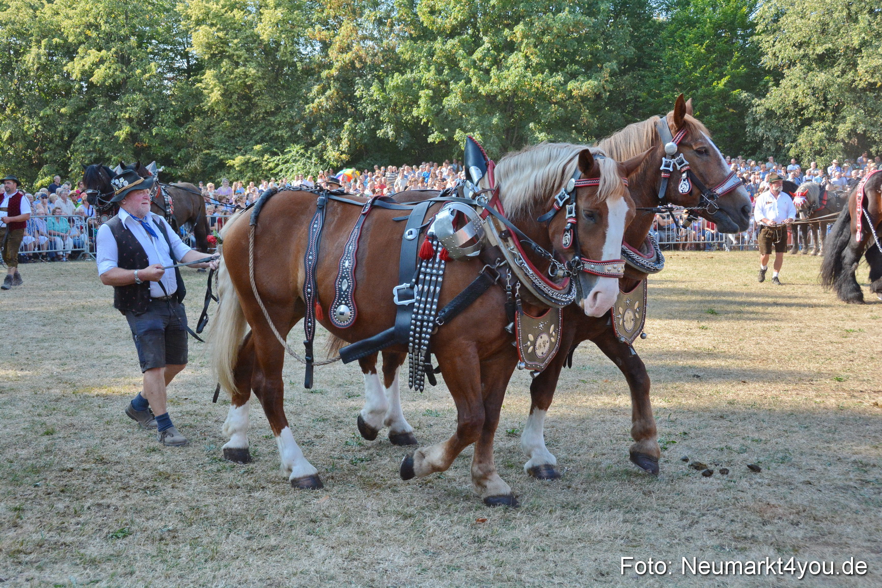 Pferde und Fohlenschau JURA Volksfest 2018 0122