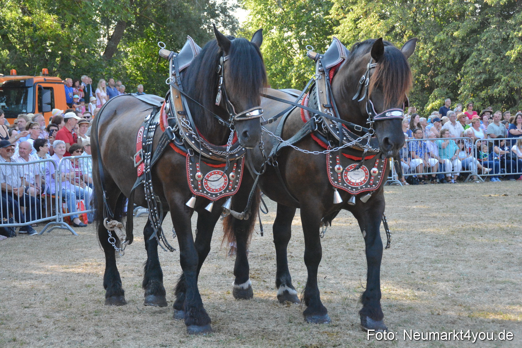 Pferde und Fohlenschau JURA Volksfest 2018 0123