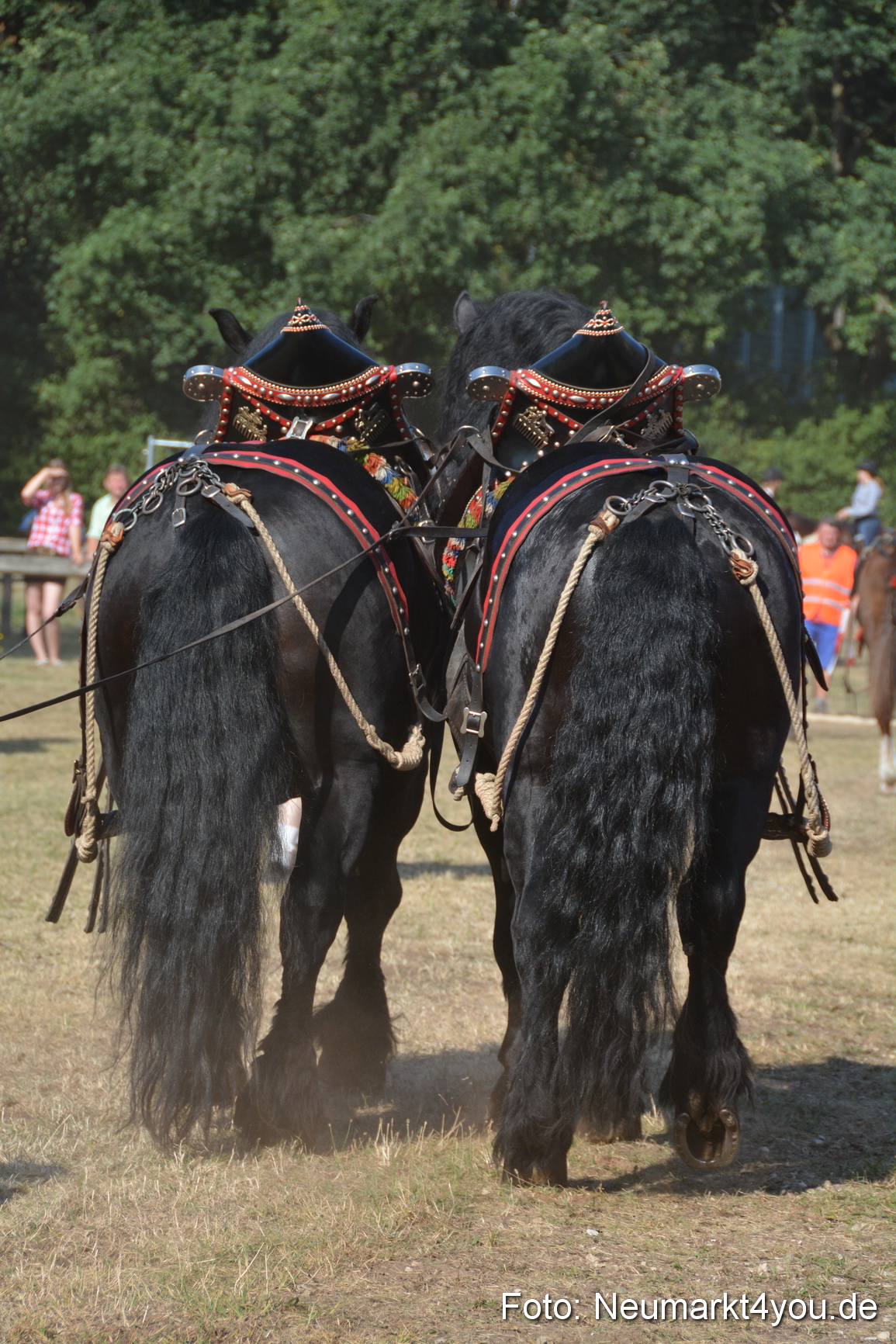 Pferde und Fohlenschau JURA Volksfest 2018 0124