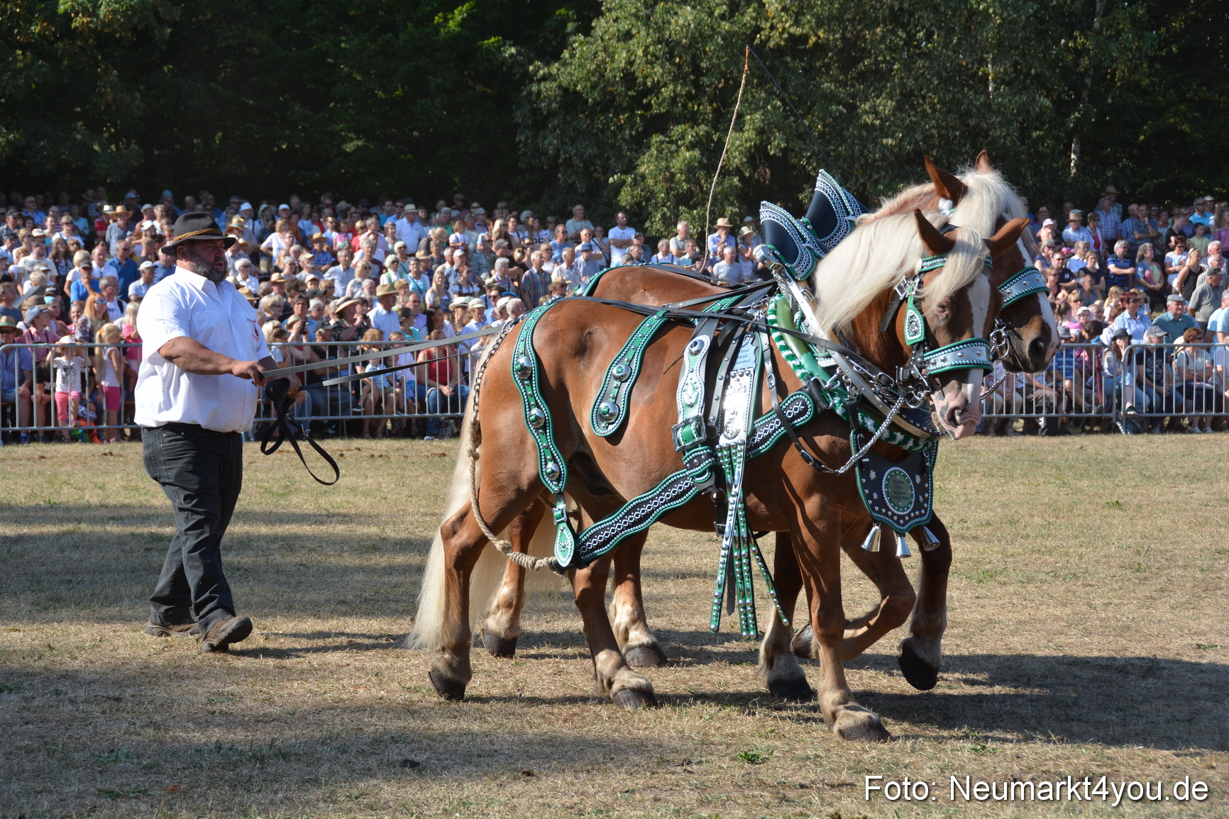 Pferde und Fohlenschau JURA Volksfest 2018 0125