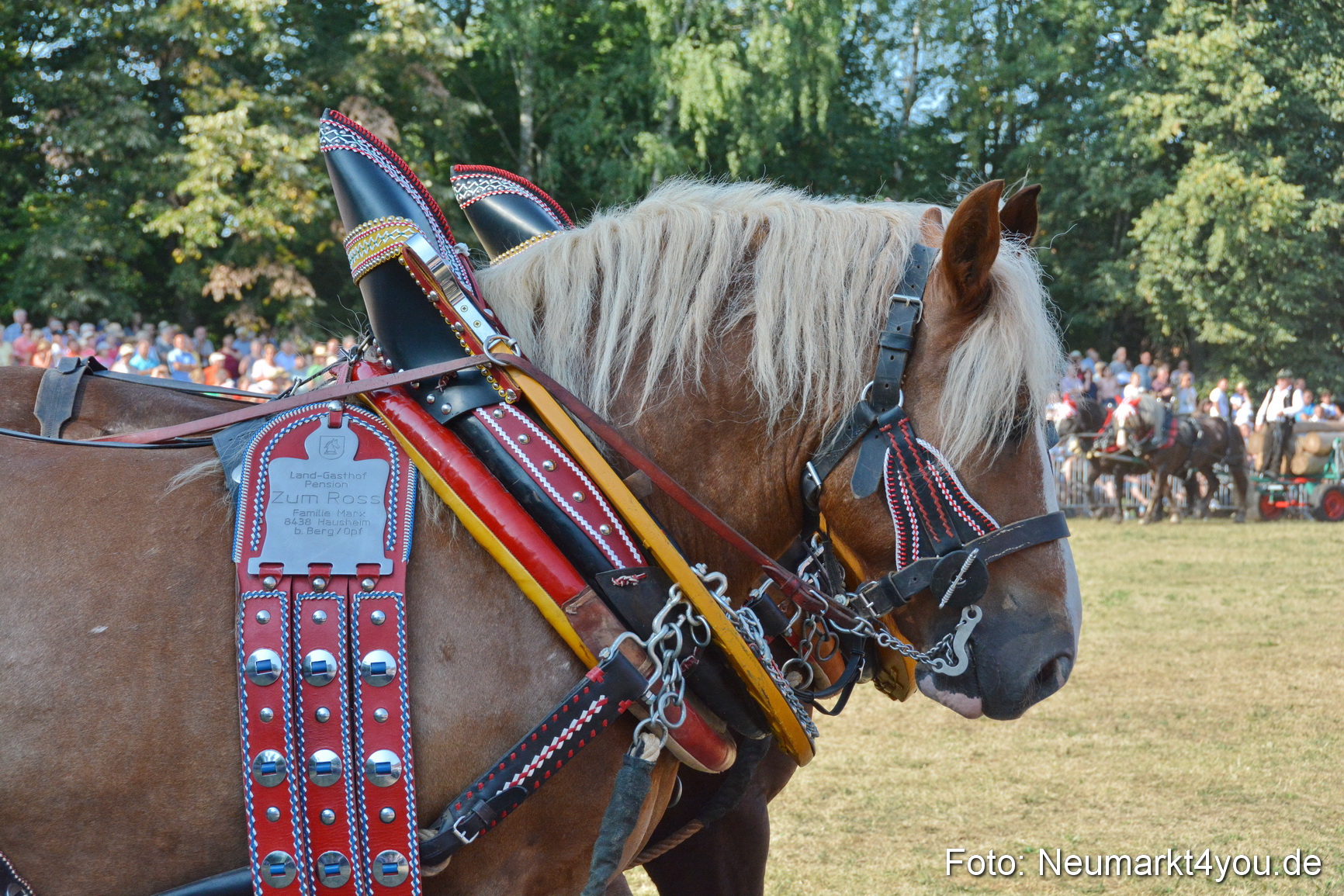 Pferde und Fohlenschau JURA Volksfest 2018 0127