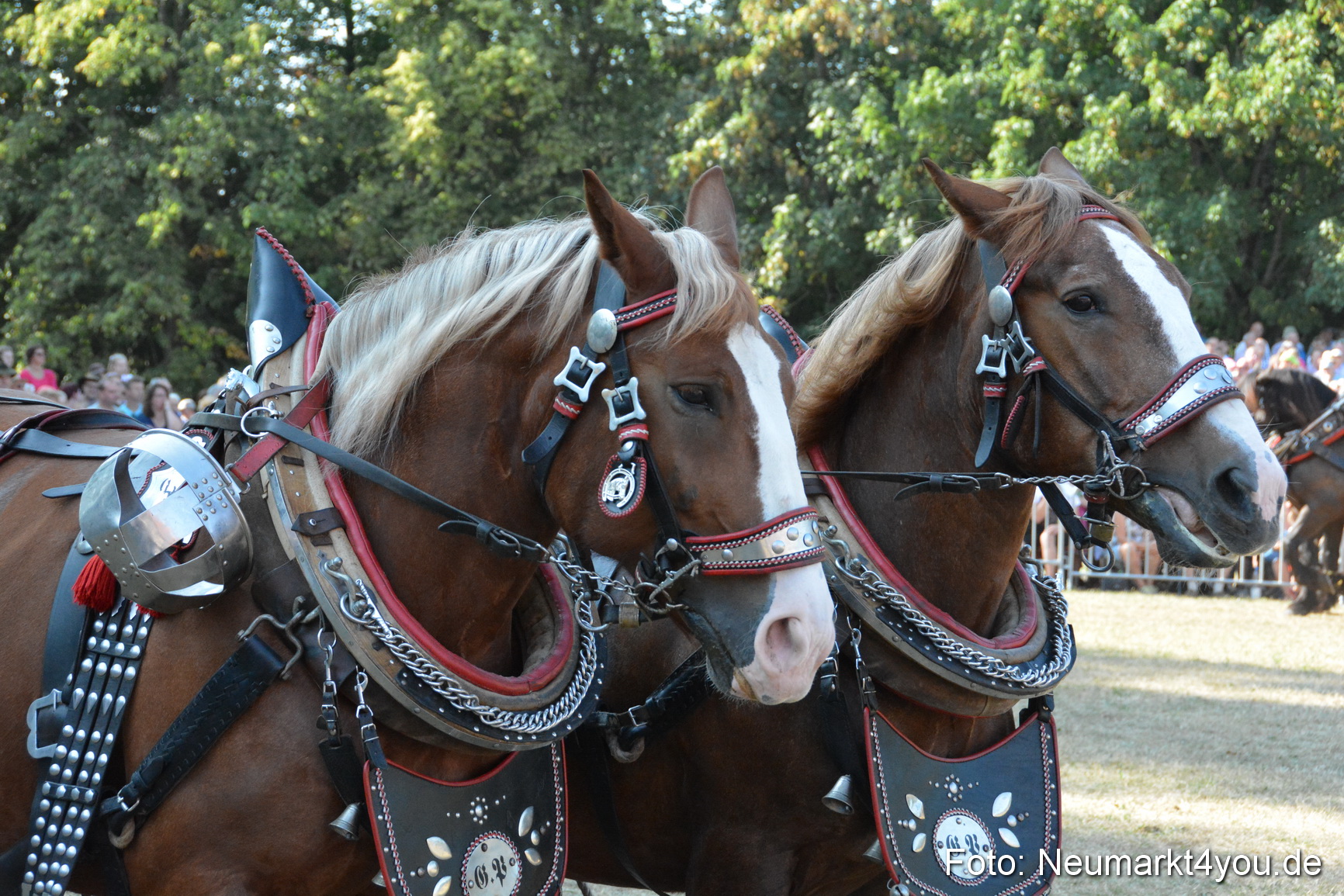 Pferde und Fohlenschau JURA Volksfest 2018 0128
