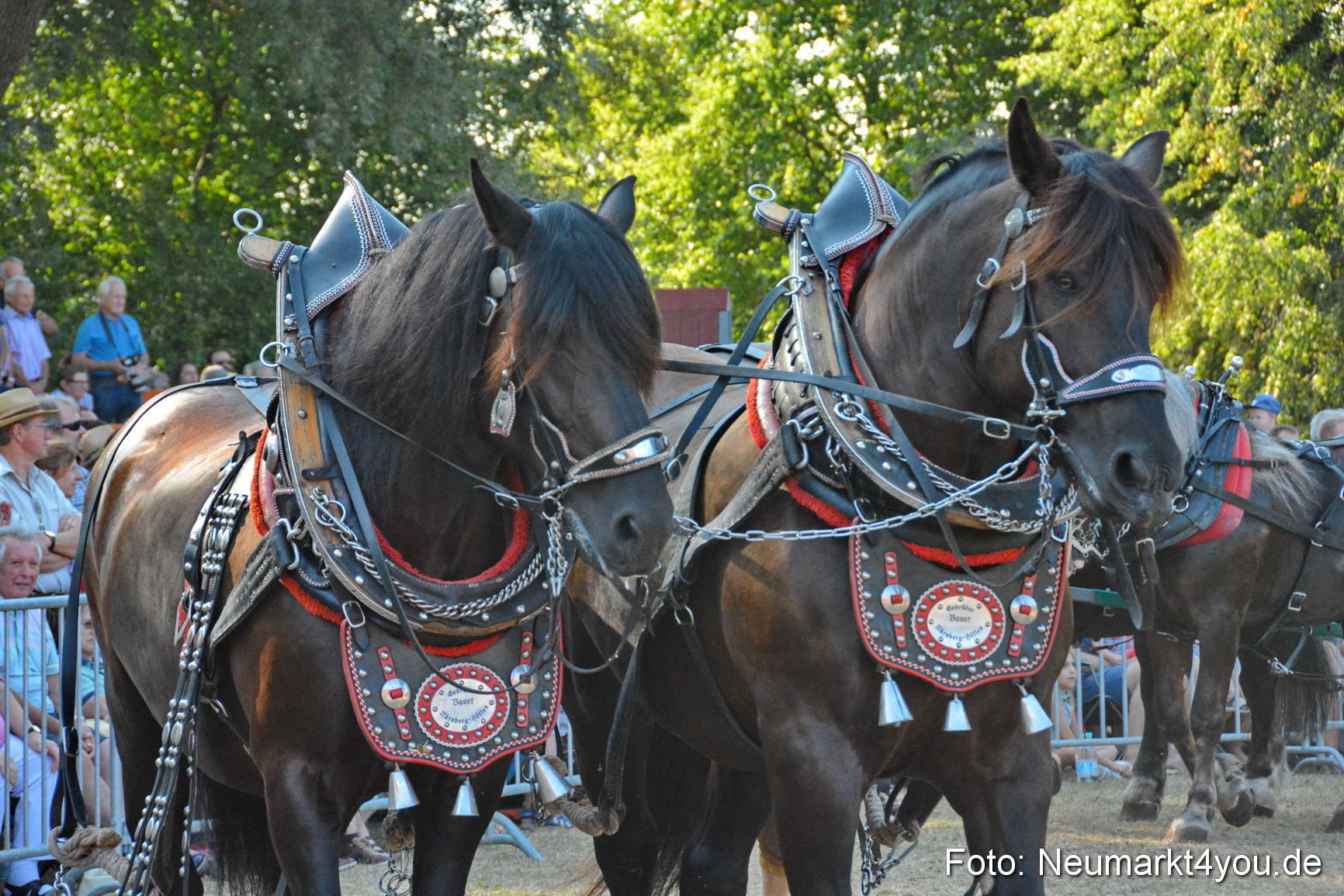 Pferde und Fohlenschau JURA Volksfest 2018 0130