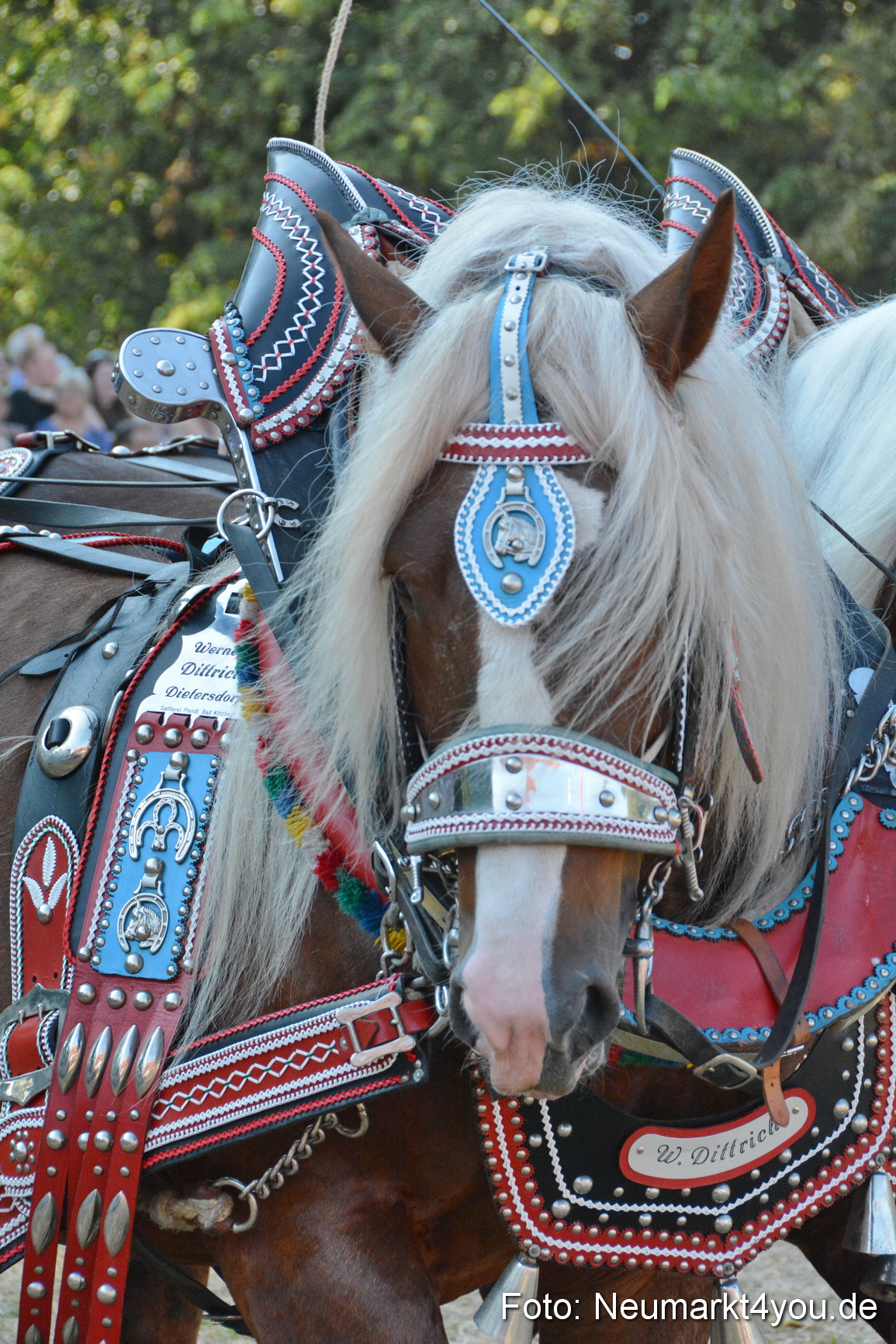 Pferde und Fohlenschau JURA Volksfest 2018 0131