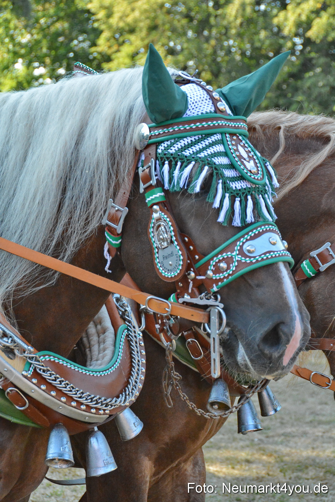 Pferde und Fohlenschau JURA Volksfest 2018 0133