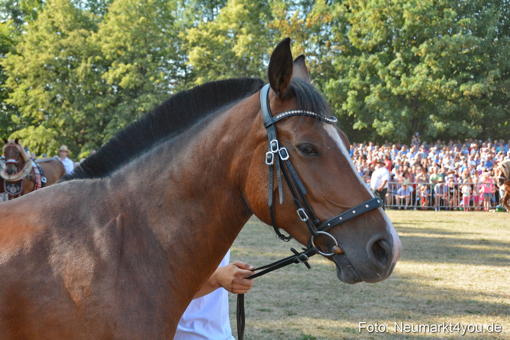 Pferde und Fohlenschau JURA Volksfest 2018 0135