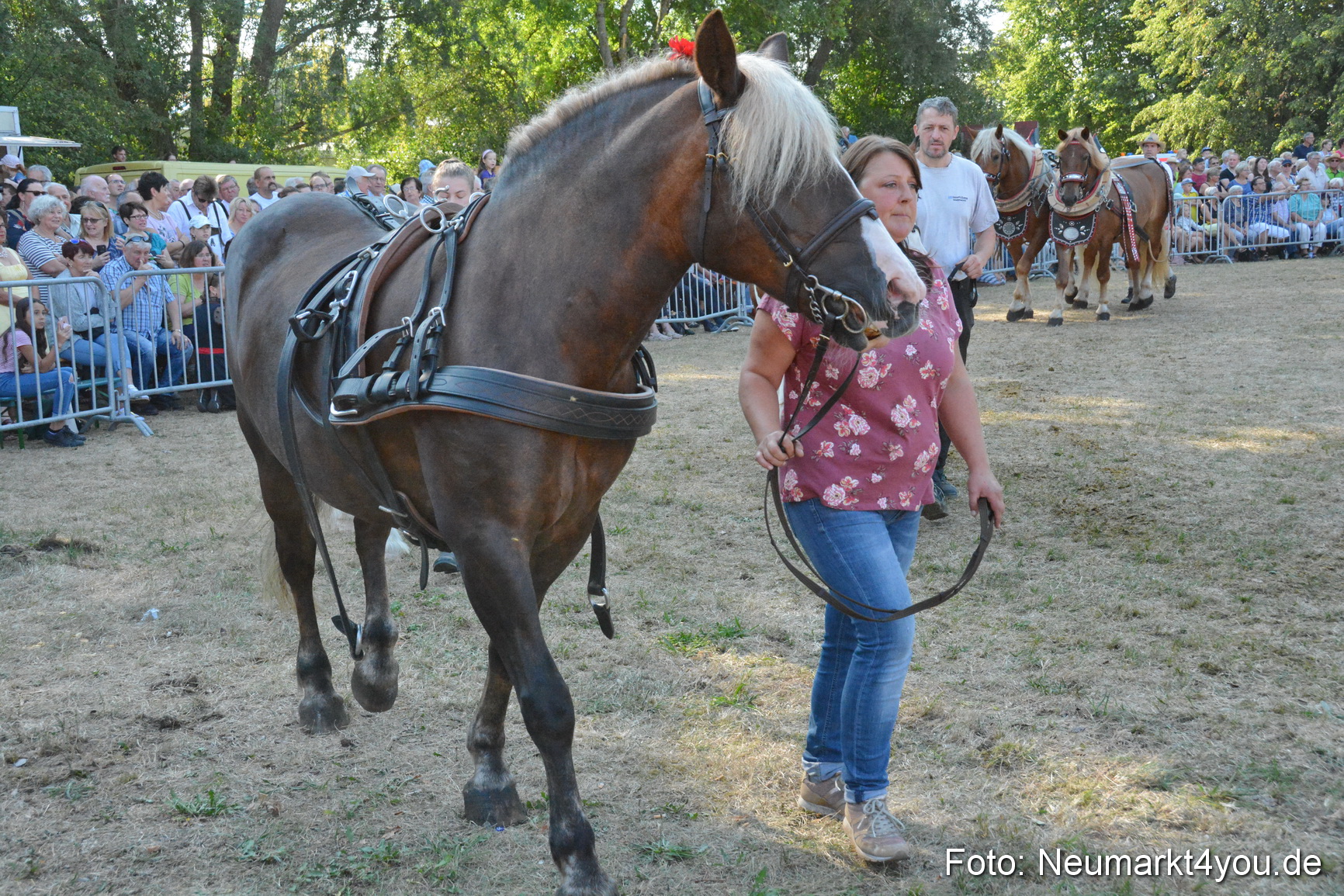 Pferde und Fohlenschau JURA Volksfest 2018 0136