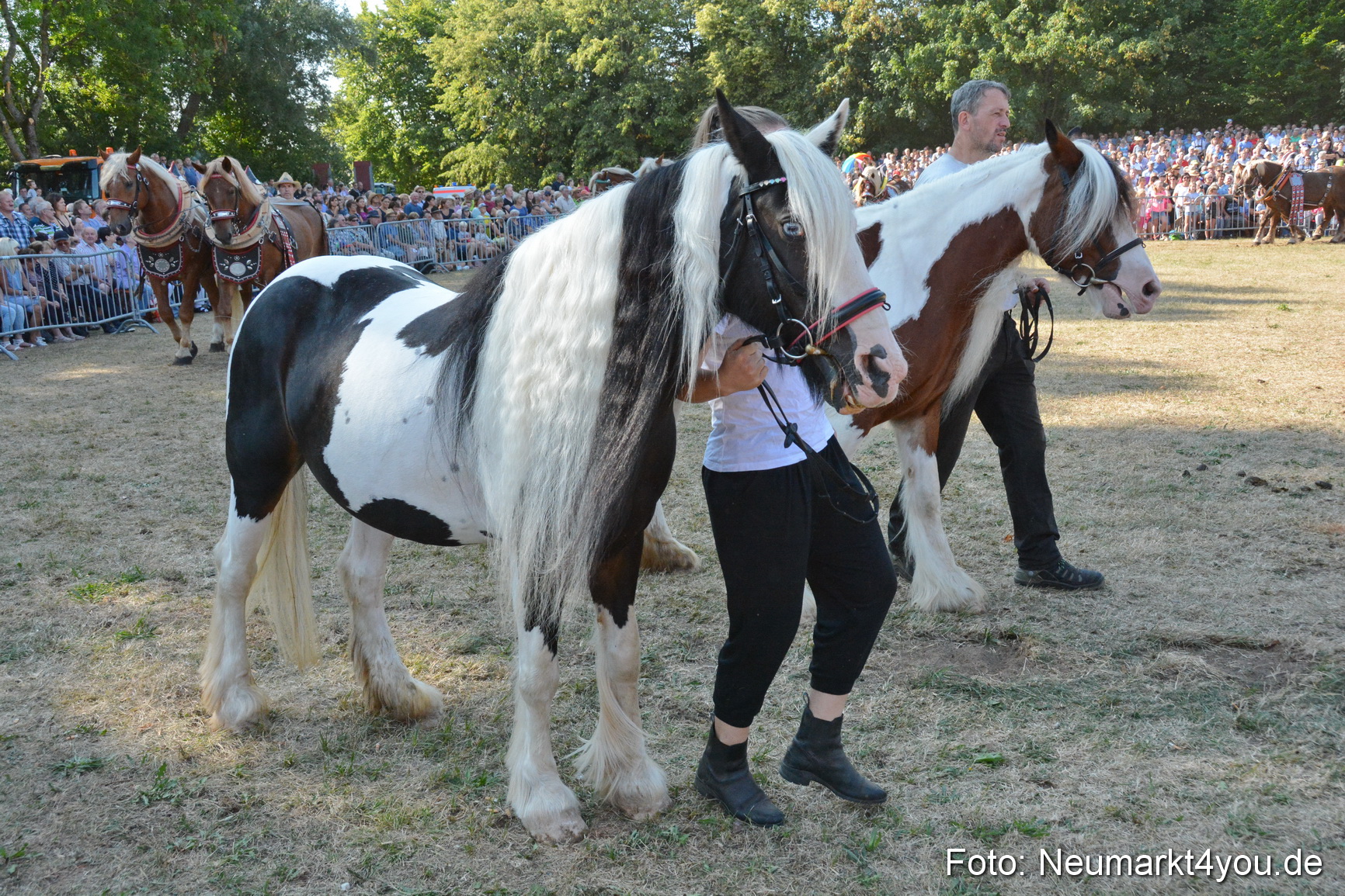 Pferde und Fohlenschau JURA Volksfest 2018 0137