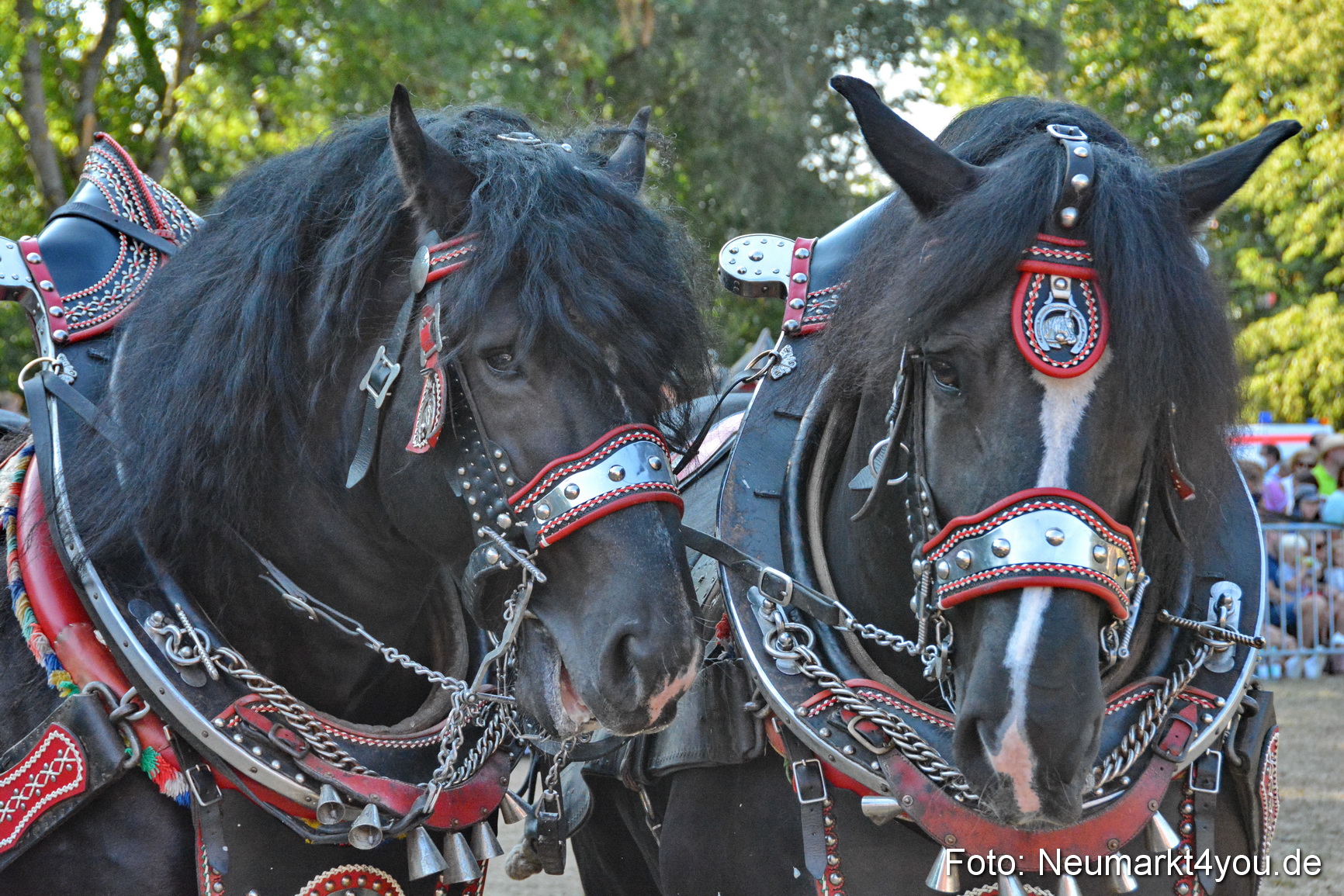 Pferde und Fohlenschau JURA Volksfest 2018 0139