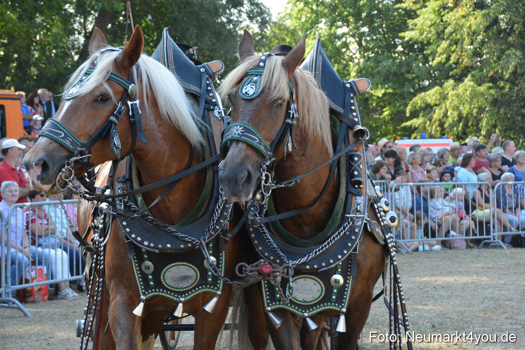 Pferde und Fohlenschau JURA Volksfest 2018 0184