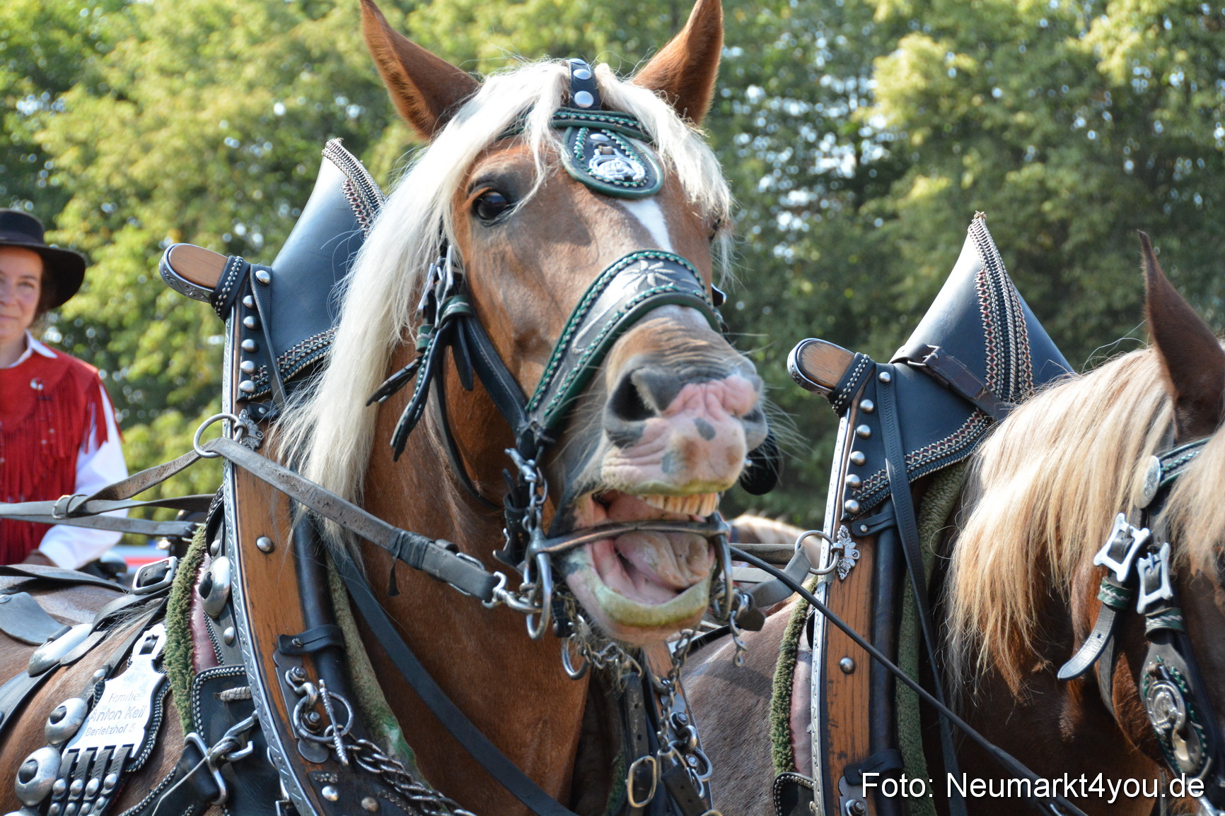 Pferde und Fohlenschau JURA Volksfest 2018 0185