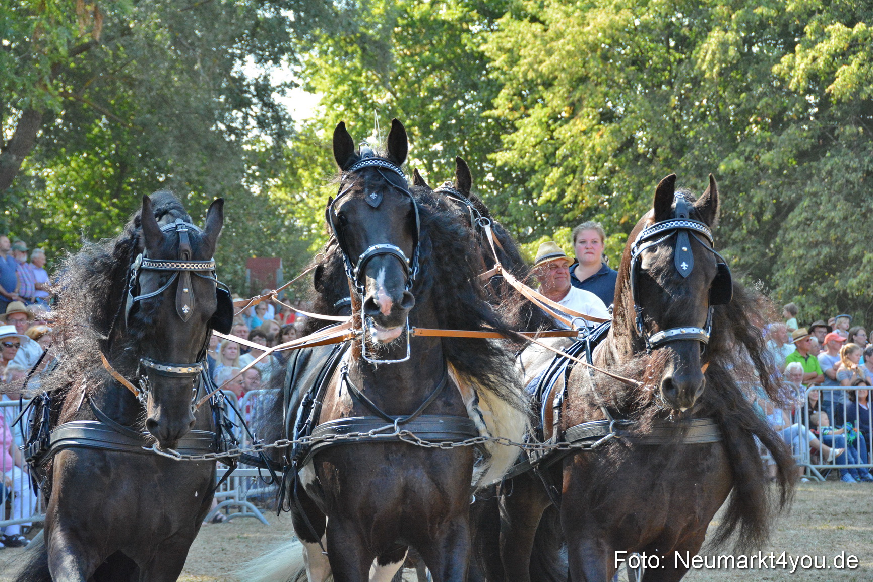 Pferde und Fohlenschau JURA Volksfest 2018 0193