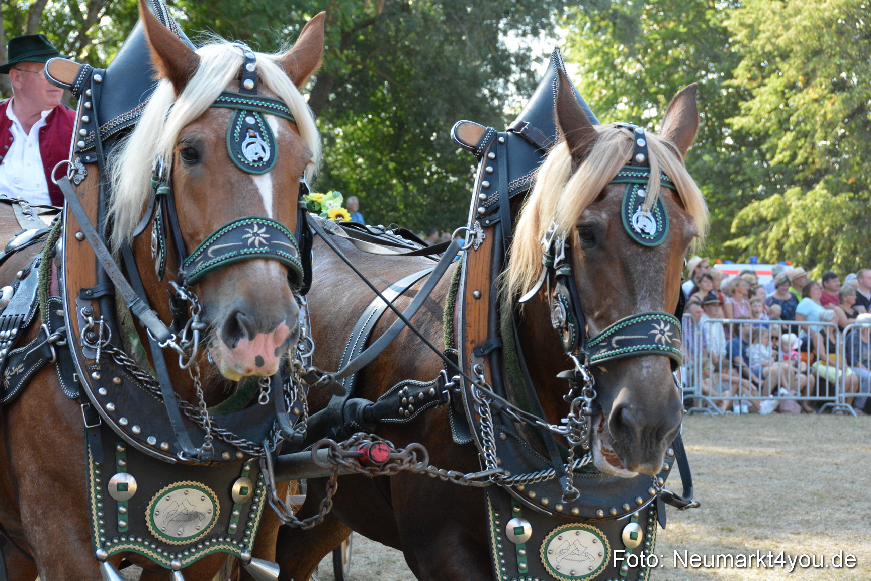 Pferde und Fohlenschau JURA Volksfest 2018 0197