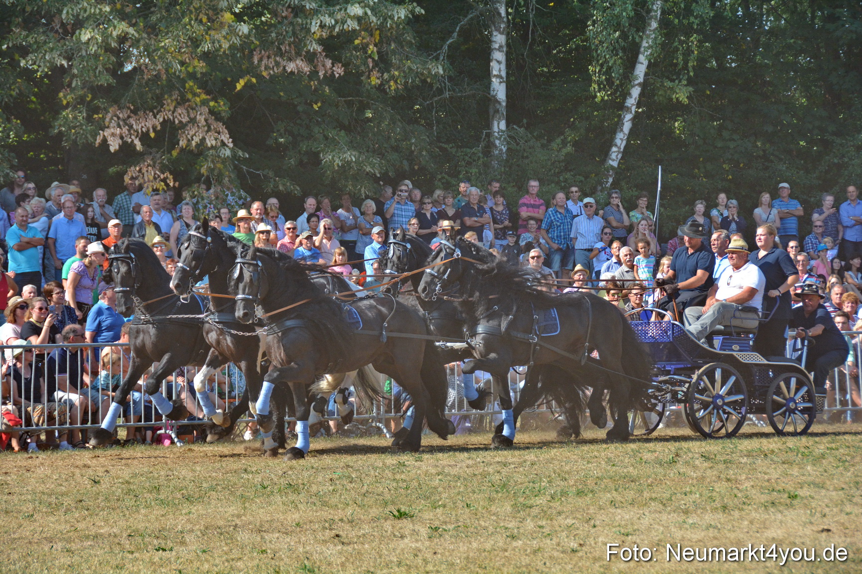 Pferde und Fohlenschau JURA Volksfest 2018 0198