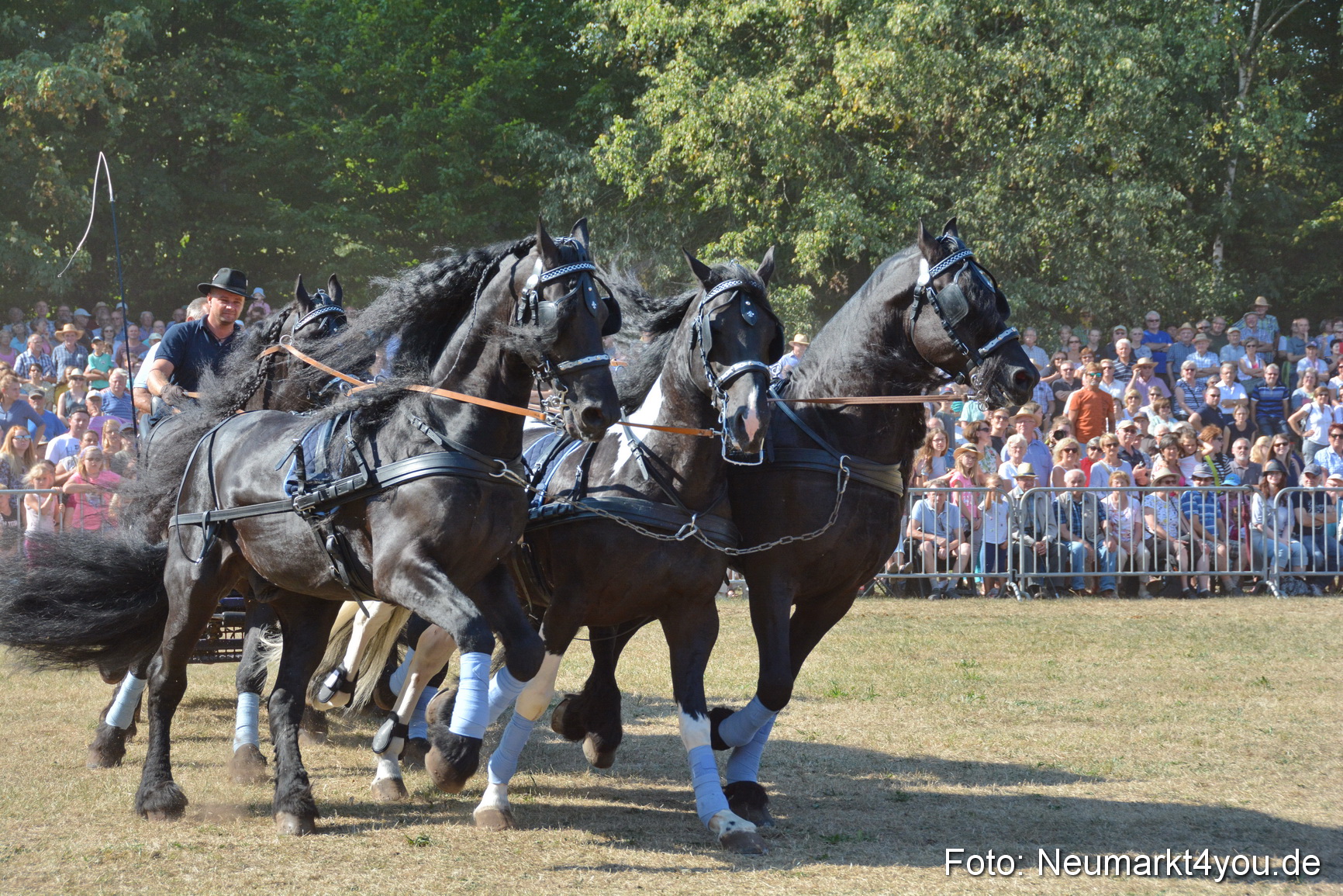 Pferde und Fohlenschau JURA Volksfest 2018 0199
