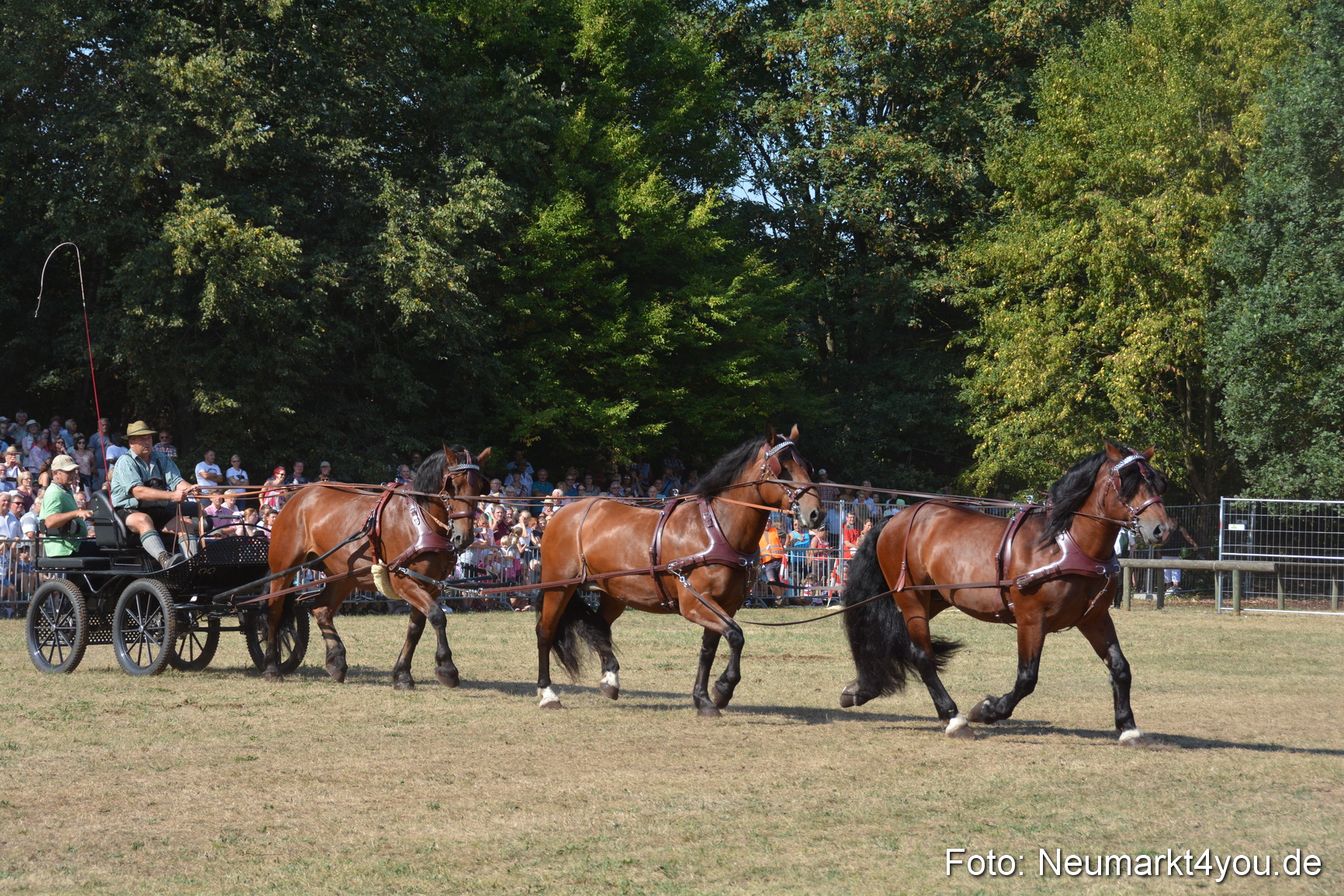 Pferde und Fohlenschau JURA Volksfest 2018 0204
