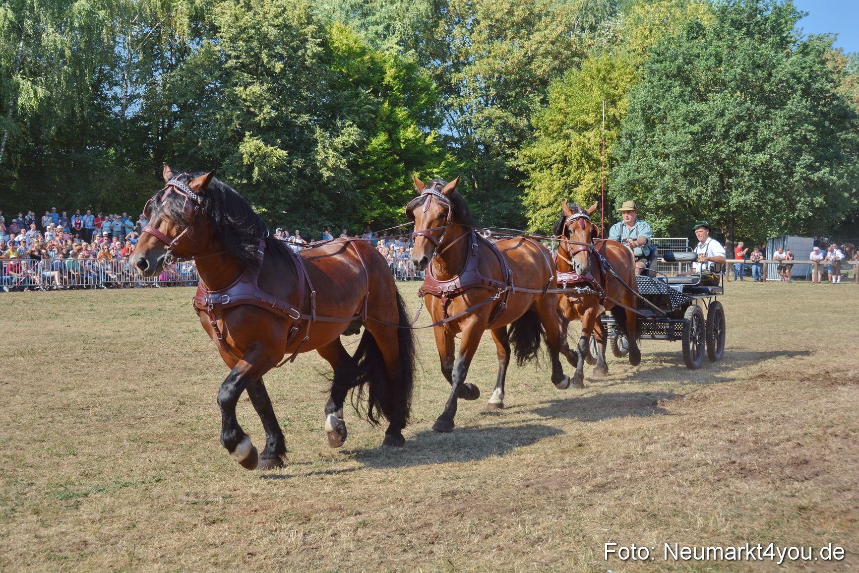 Pferde und Fohlenschau JURA Volksfest 2018 0205