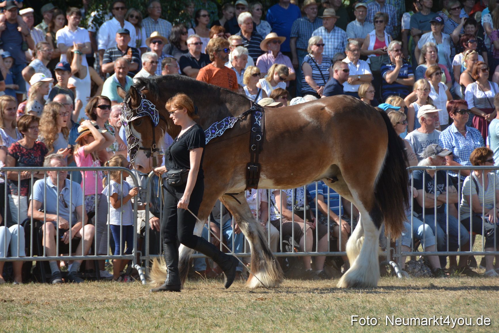 Pferde und Fohlenschau JURA Volksfest 2018 0206