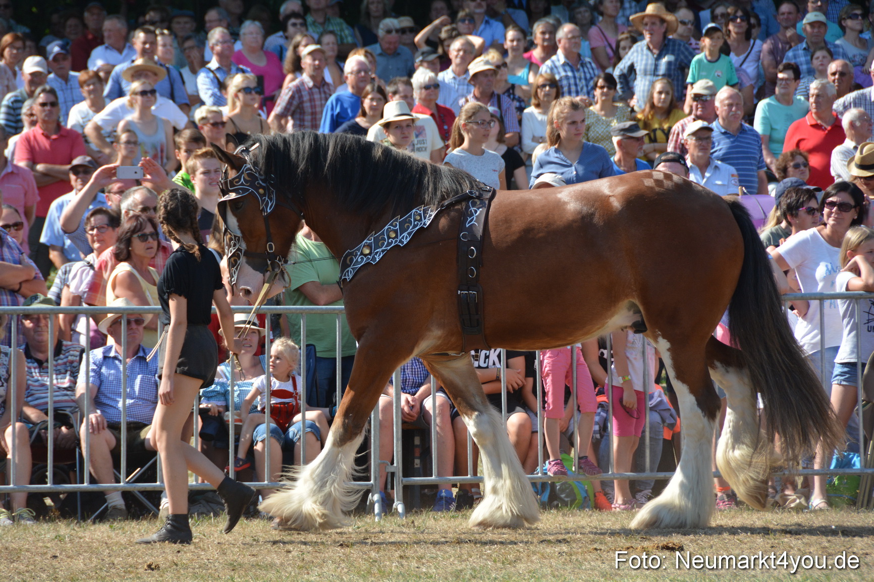 Pferde und Fohlenschau JURA Volksfest 2018 0207