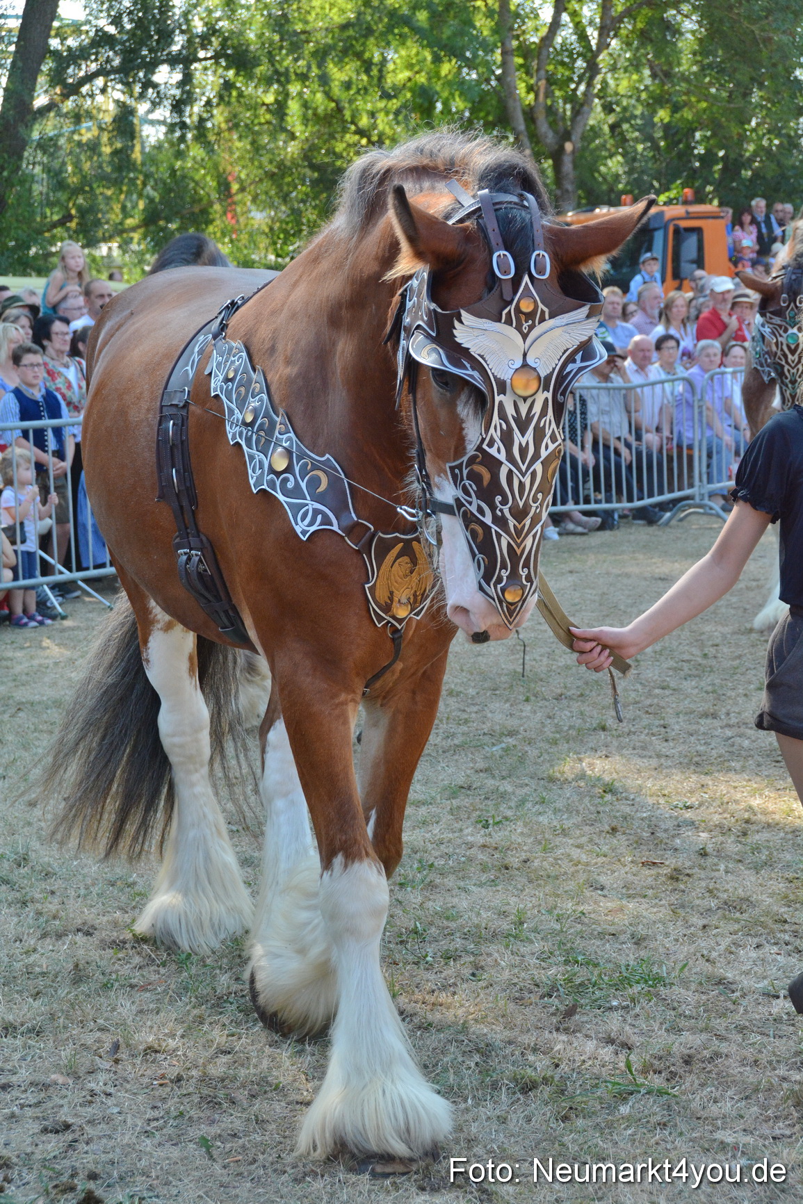 Pferde und Fohlenschau JURA Volksfest 2018 0209
