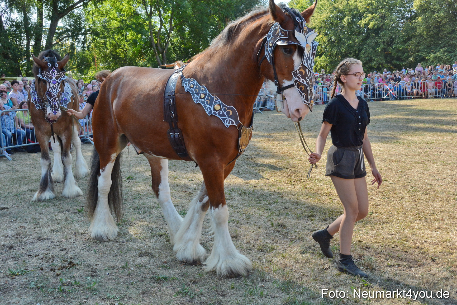 Pferde und Fohlenschau JURA Volksfest 2018 0210