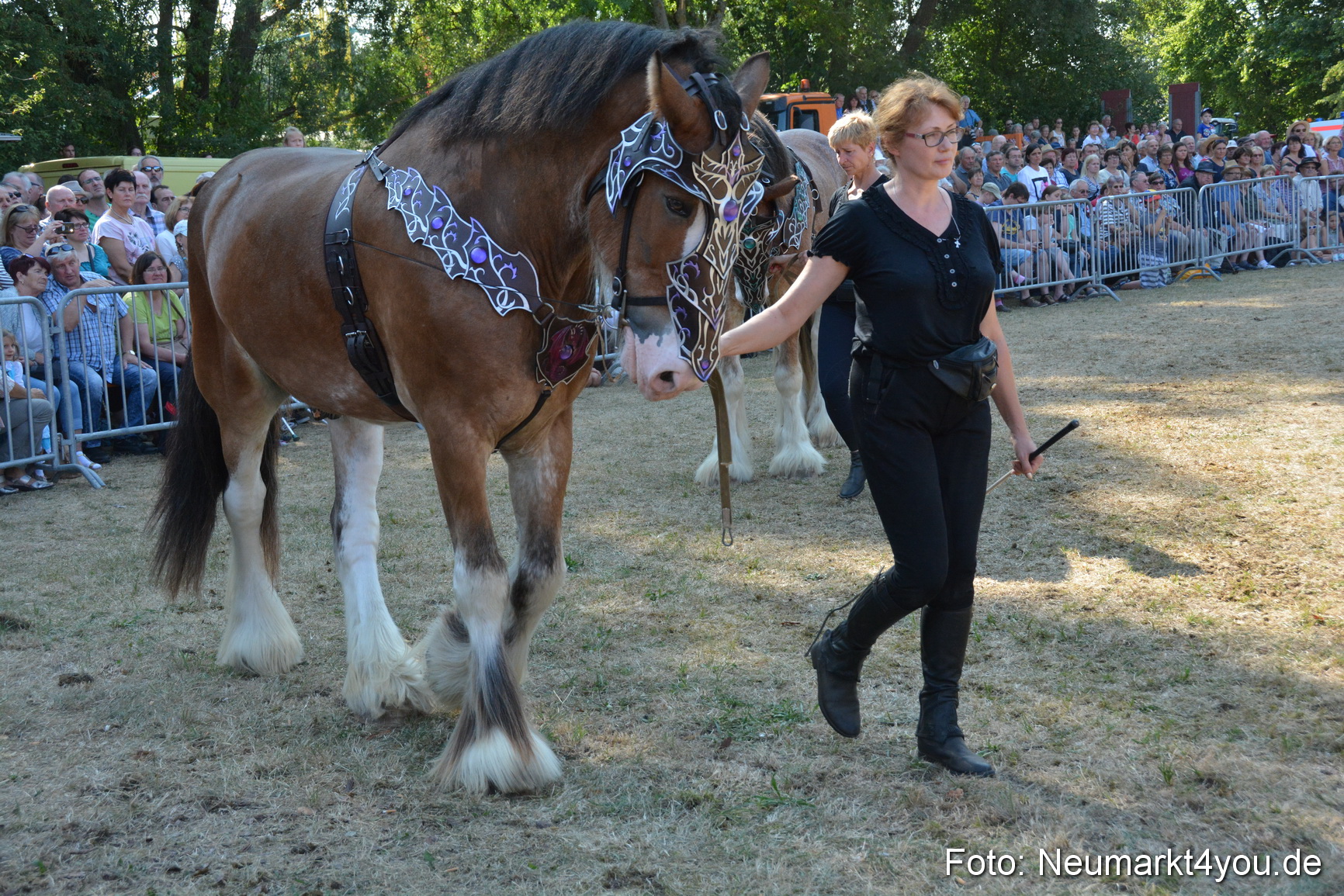 Pferde und Fohlenschau JURA Volksfest 2018 0211
