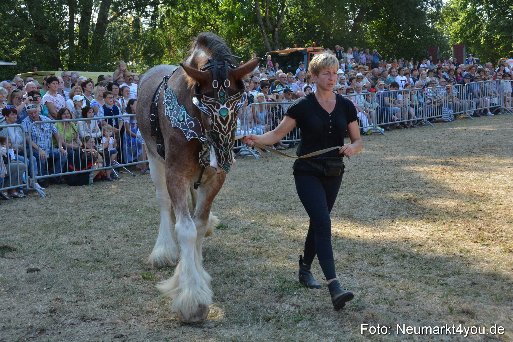 Pferde und Fohlenschau JURA Volksfest 2018 0212