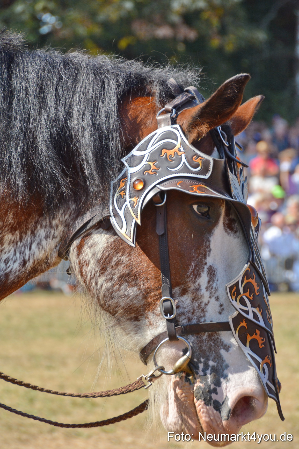 Pferde und Fohlenschau JURA Volksfest 2018 0214
