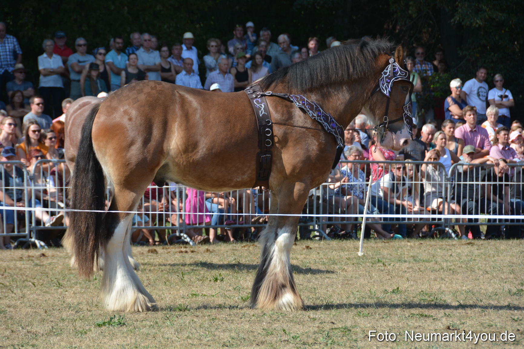 Pferde und Fohlenschau JURA Volksfest 2018 0217