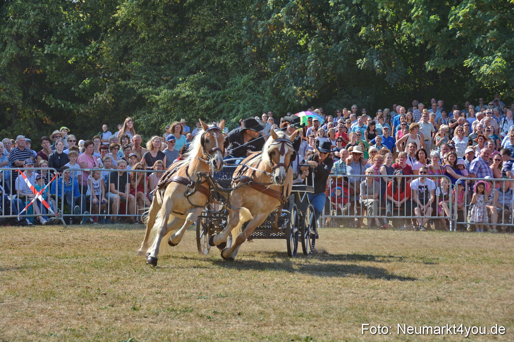 Pferde und Fohlenschau JURA Volksfest 2018 0231