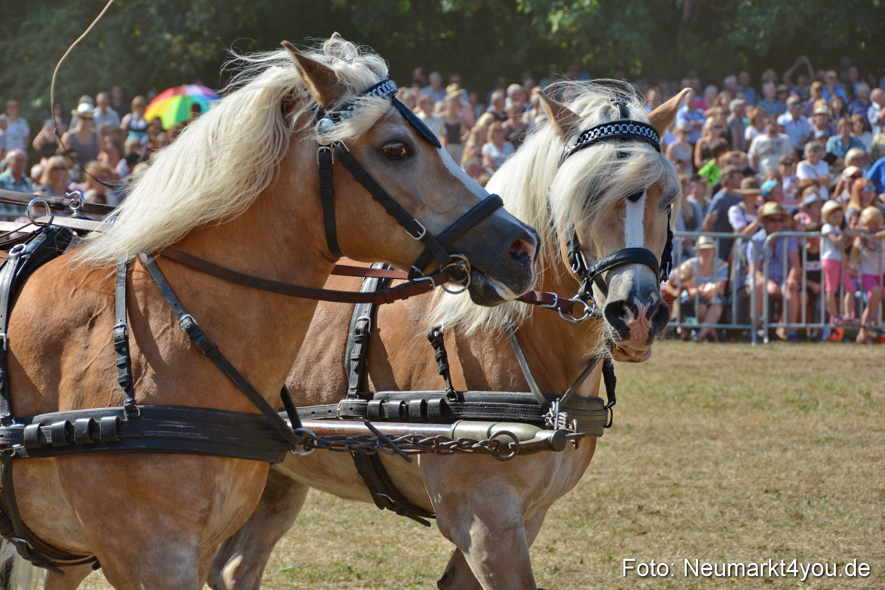 Pferde und Fohlenschau JURA Volksfest 2018 0241