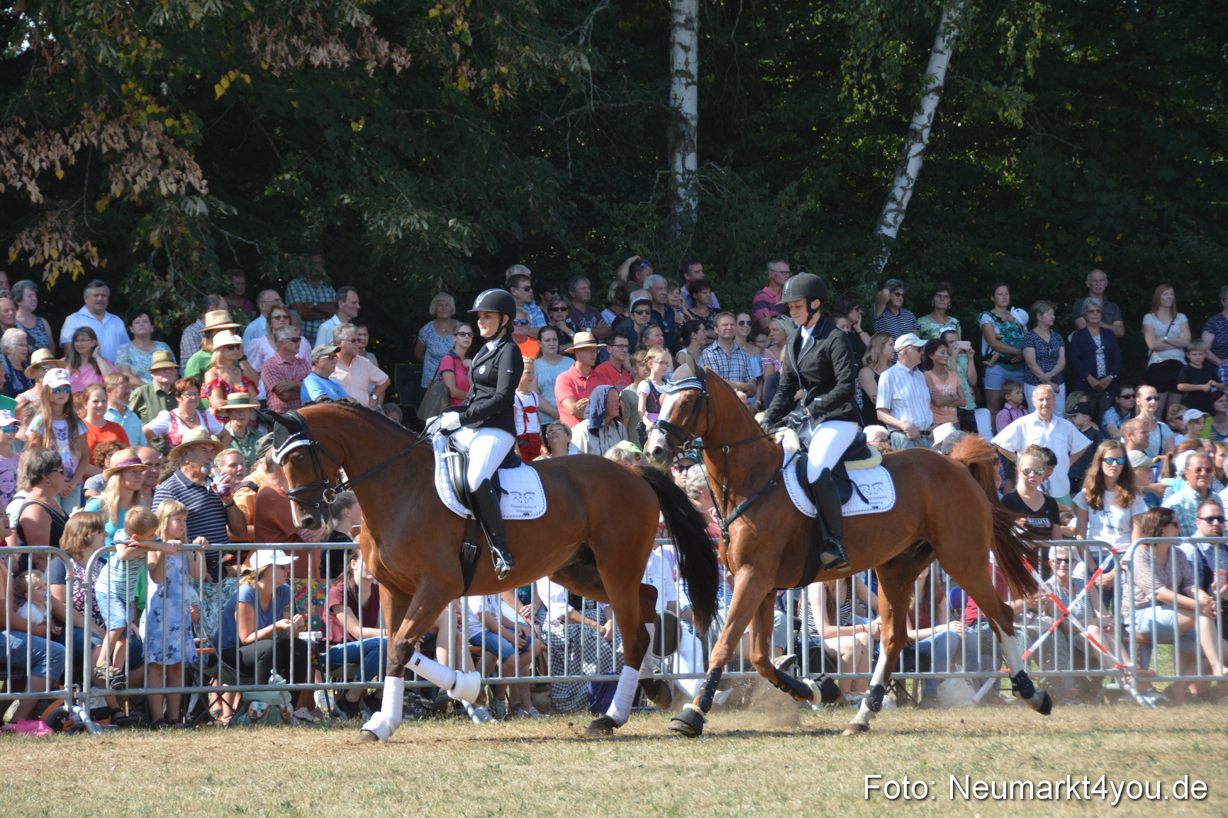Pferde und Fohlenschau JURA Volksfest 2018 0251