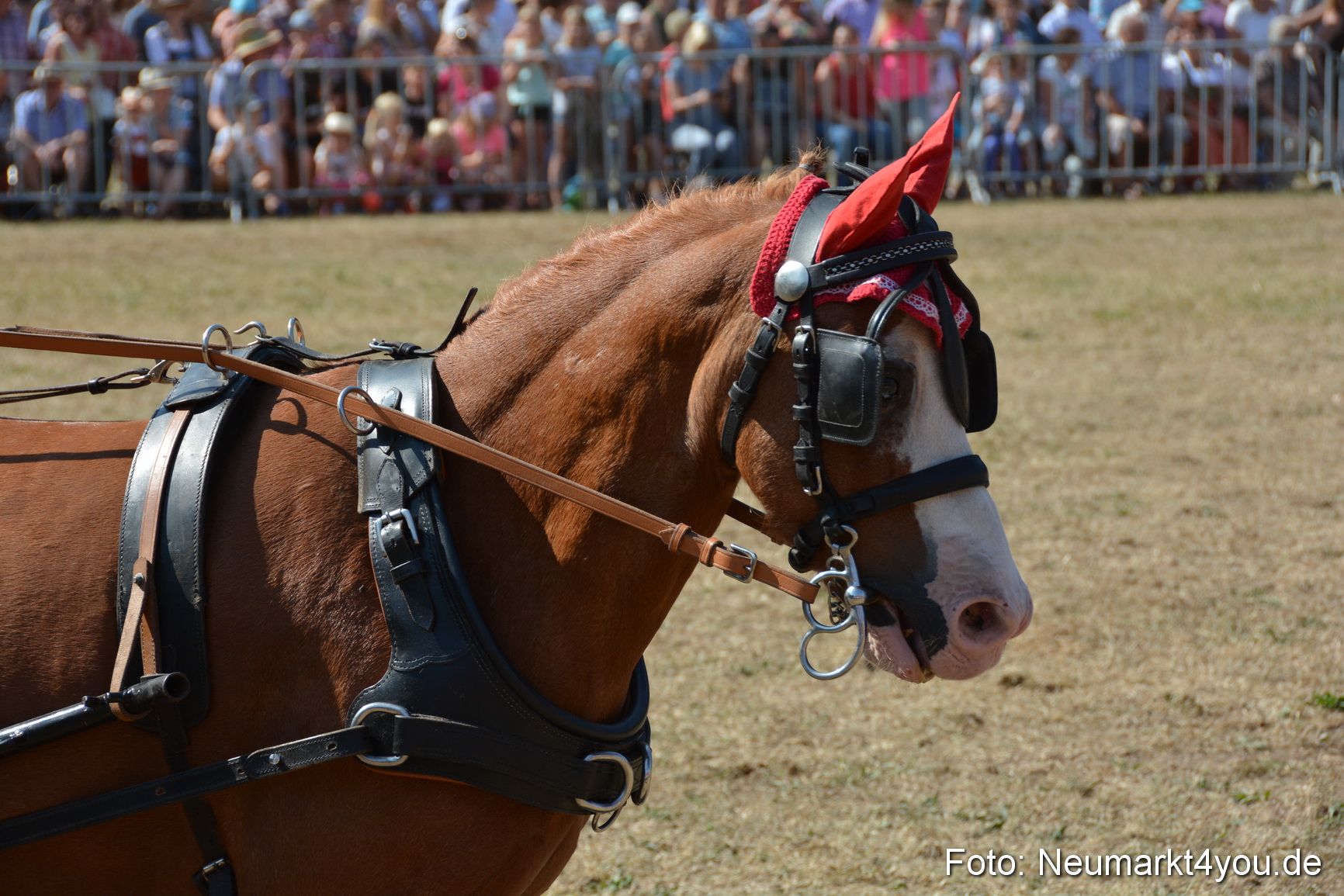 Pferde und Fohlenschau JURA Volksfest 2018 0268