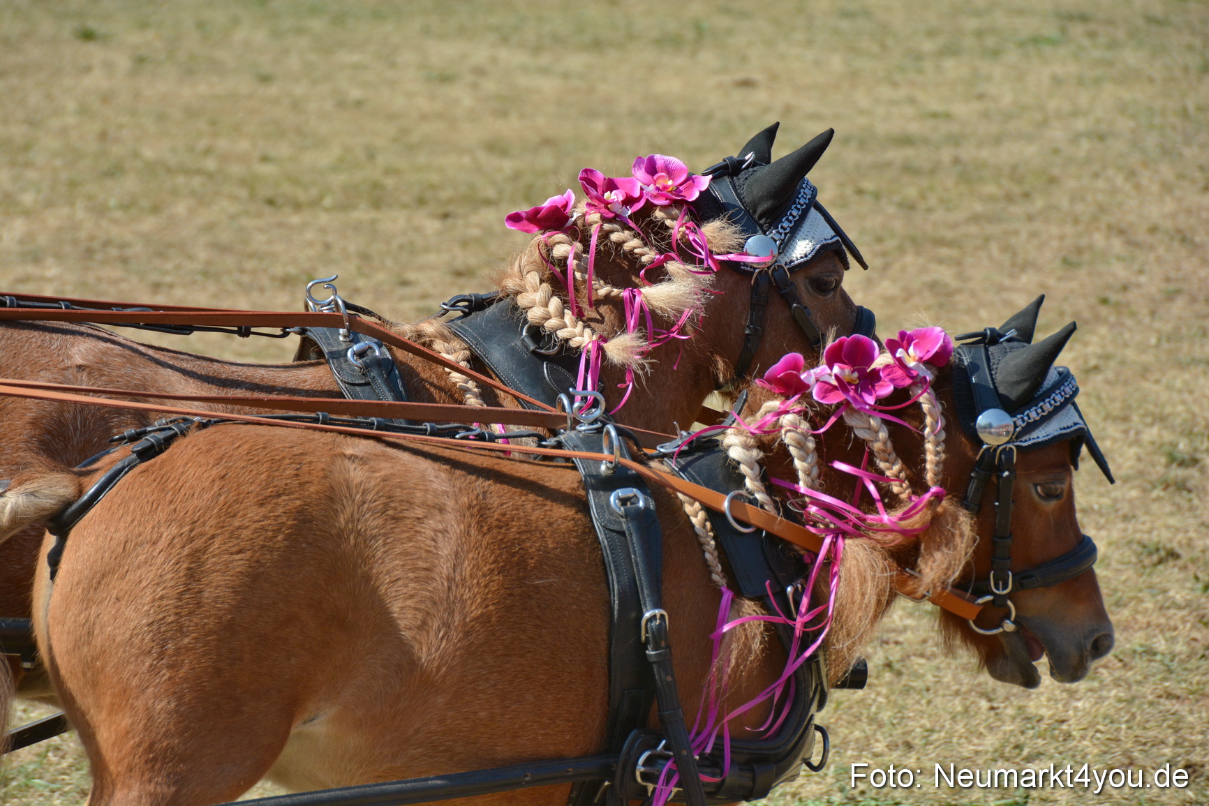 Pferde und Fohlenschau JURA Volksfest 2018 0272