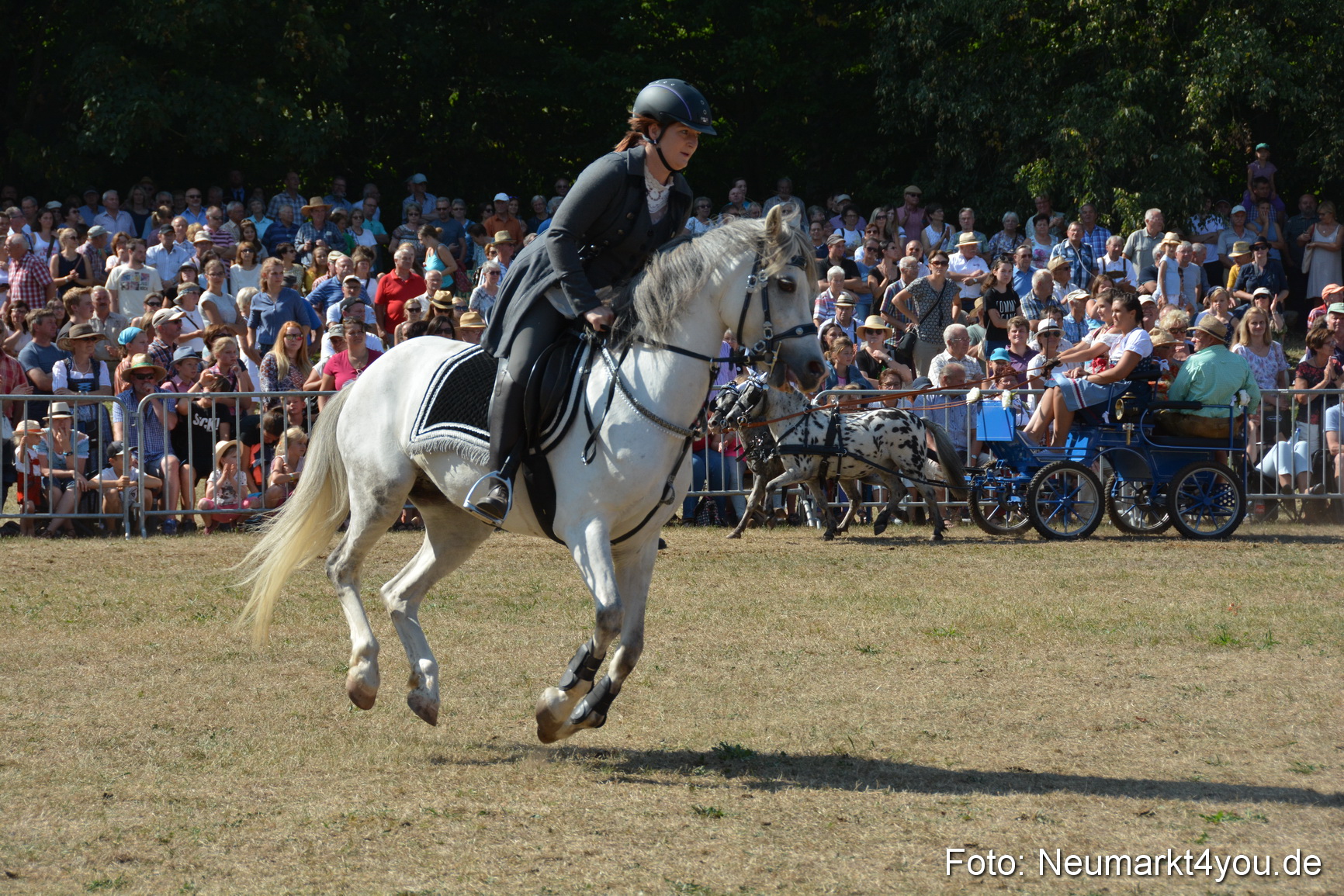Pferde und Fohlenschau JURA Volksfest 2018 0278