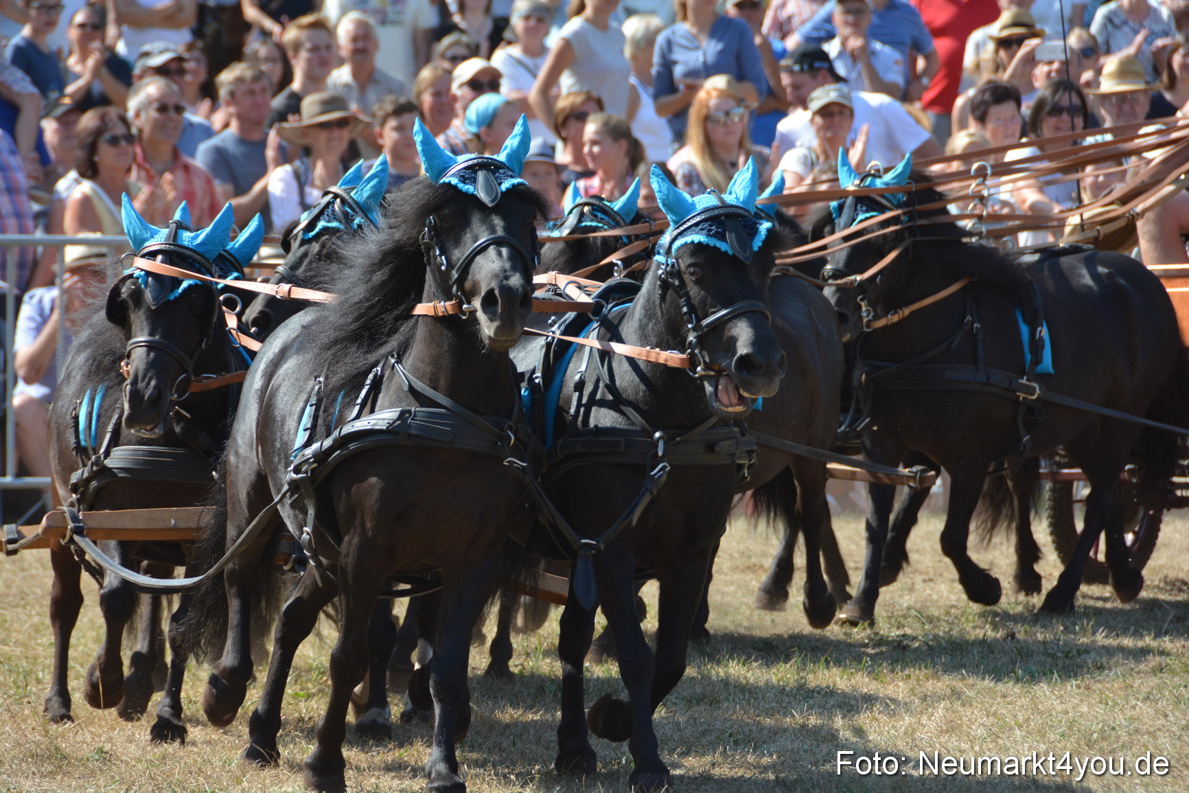 Pferde und Fohlenschau JURA Volksfest 2018 0292