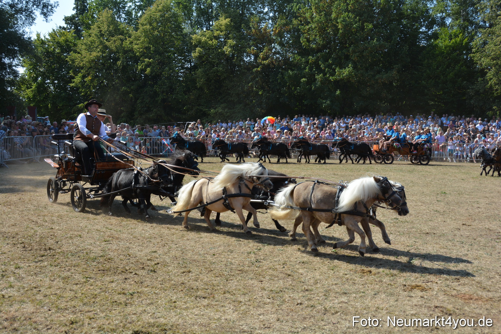 Pferde und Fohlenschau JURA Volksfest 2018 0293