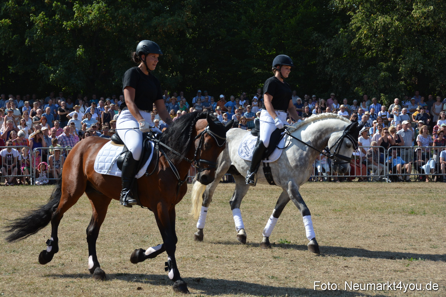 Pferde und Fohlenschau JURA Volksfest 2018 0295