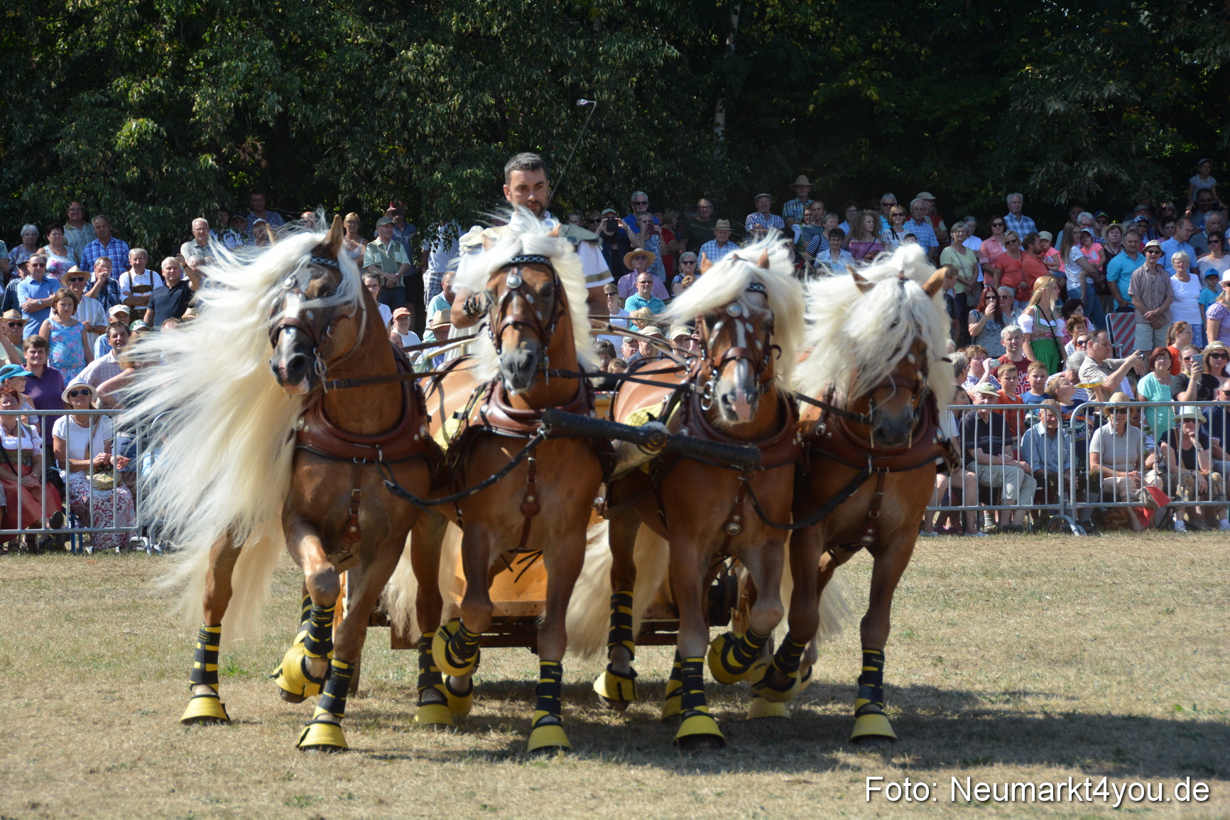 Pferde und Fohlenschau JURA Volksfest 2018 0303