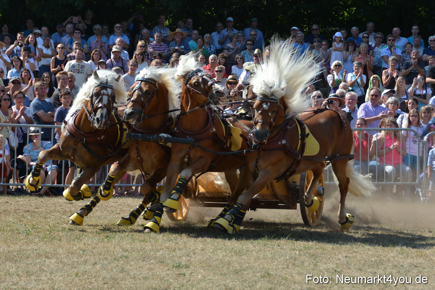 Pferde und Fohlenschau JURA Volksfest 2018 0310