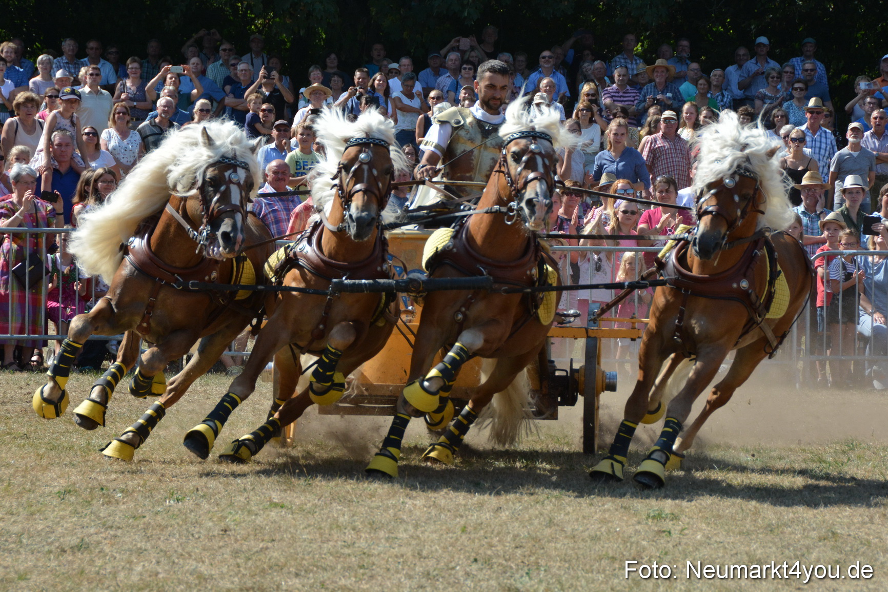 Pferde und Fohlenschau JURA Volksfest 2018 0311