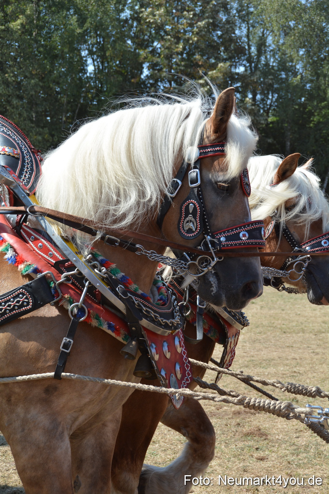 Pferde und Fohlenschau JURA Volksfest 2018 0335