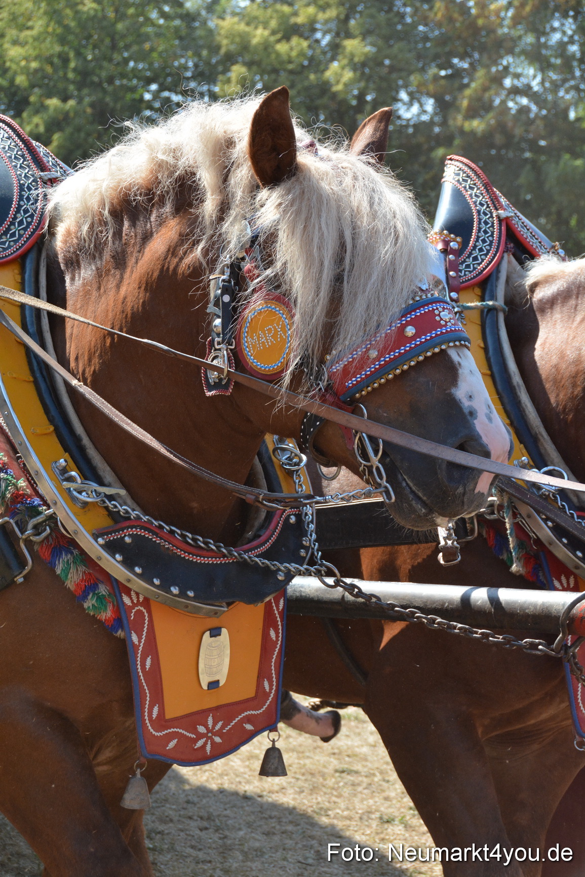 Pferde und Fohlenschau JURA Volksfest 2018 0340